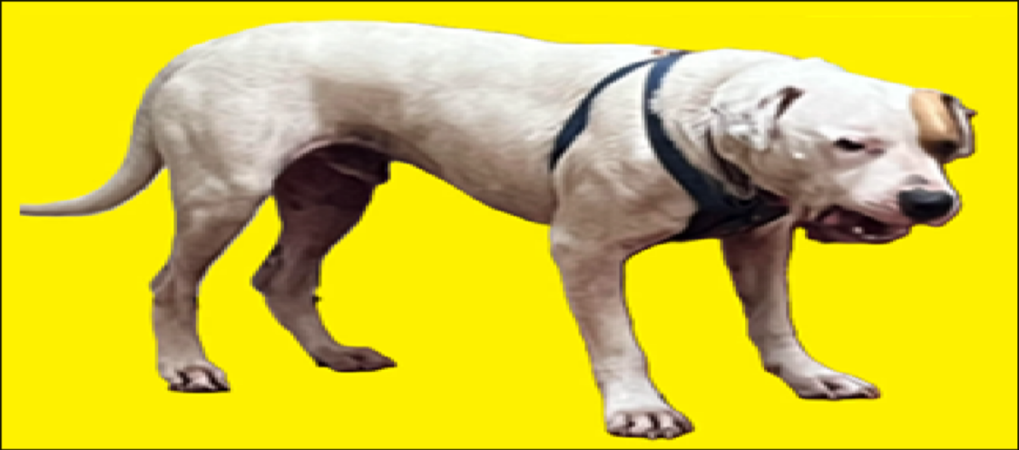 Whitedog